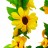 Tira  De  Girasol  # 56