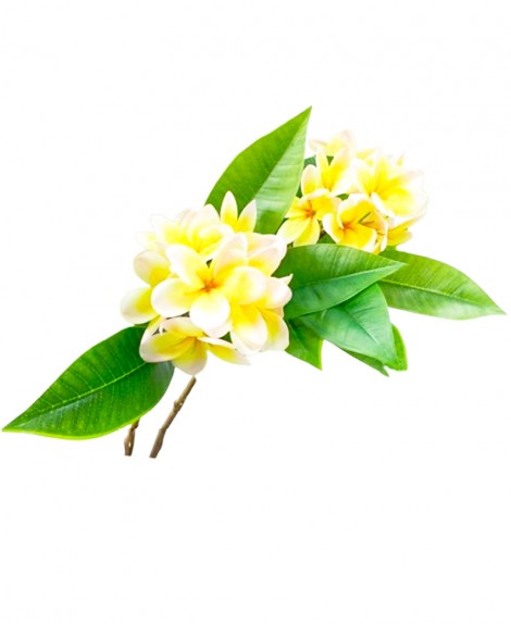 Ramo  5  Flor  Plumería