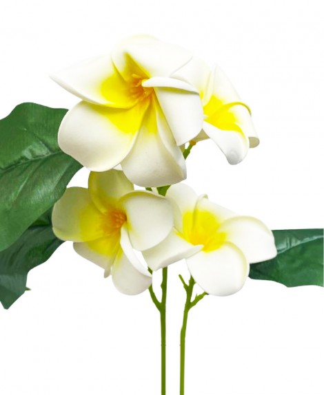 Ramo  5  Flor  Plumería