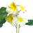 Ramo  5  Flor  Plumería